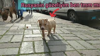 ATEŞE RUSYA'DAN MANİTA GELDİ ??