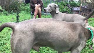 Die Zeugung - Hundehochzeit Verpaarung bei Hunden,