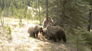 Grizzly Bear Dance Party