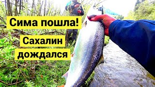 Пошла сима! Сахалин дождался // The cherry salmon has arrived! Sakhalin was waiting (Eng Subs)