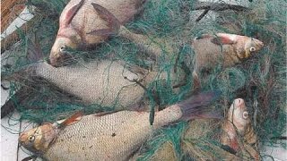 Зимняя рыбалка на реке Волга  Сеть зимой,  лещ winter fishing big bream