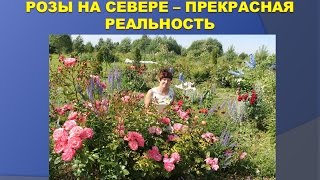 Природное земледелие - Розы на Севере.