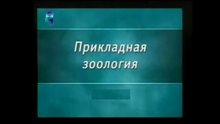 Зоология. Урок 1.3. Опасные паразиты человека - плоские черви