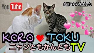 Koro&Toku 猫チューバーデビュー！