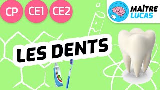 Les dents - Cycle 2 - CP/CE1