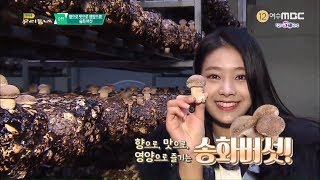 향으로! 맛으로! 영양으로! 송화버섯 | 어바웃 우리동네