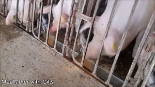 Feeding Sows in Breeding - MealMeter feed dispenser