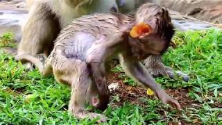 Poor baby monkey Lola after the rain