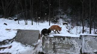 Разборки Алисы с Базилио! Зимой колбаска дороже пяти золотых)