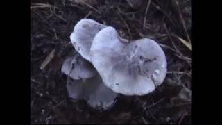 Грибы рядовки серые - петушки-курочки,самые поздние.