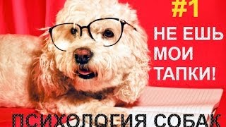 Как понять вашу собаку?!  Собака ест обувь!