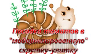 Посадка рассады томатов в модернизированную  улитку. Рассада в скрутке. Рассада в рулоне.