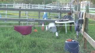 homemade mechanical cow....with small pulley