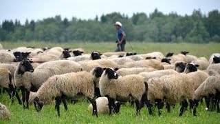 Овцы романовской породы в племрепродукторе ООО Романовское. г. Тутаев, Ярославская область