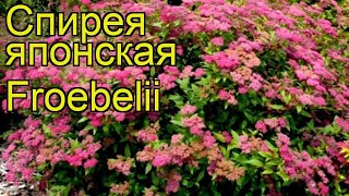 Спирея японская Фробели. Краткий обзор, описание характеристик spiraea japonica Froebelii