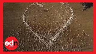 Australian Sheep Farmer's HEART-Felt Tribute to Aunt