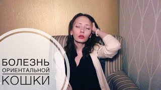 Кот заболел. Болезни ориентальных кошек