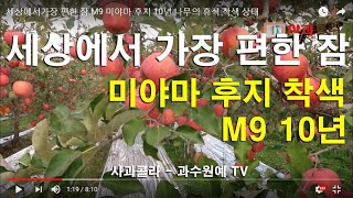[세상에서 가장 편한 잠] 사과는 어디에서 잠드는가/M9 미야마 후지/10년/나무의 휴식/착색 상태