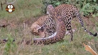 Pertarungan Sampai Meregang Nyawa, Ular Piton VS Macan Tutul.!!