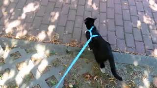 Katze Cleo an der Leine
