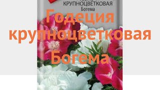 Годеция крупноцветковая Богема (bogema) ? годеция Богема обзор: как сажать семена годеции Богема