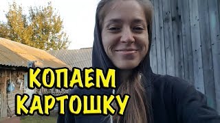 НАЧАЛИ КОПАТЬ КАРТОШКУ у бабушки. Уборка урожая 2019. влог в деревне