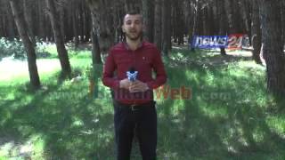 Tartufi, thesari i pyllit të Semanit që po grabitet në mënyrë të paligjshme