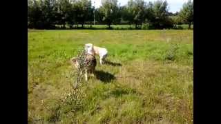 Sarplaninac vs Greek shepherd
