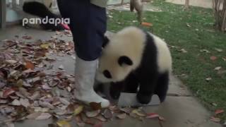 Ох уж эти панды