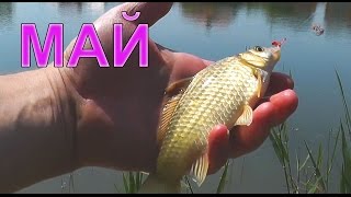 ПОКЛЕВКИ на поплавочную удочку. Fishing Озеро, Адыгея, Глубина 1,3м. Ловил 7 м от берега.  Рыбалка