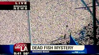 Millions of Dead Fish (Redondo Beach) California 3/8/11