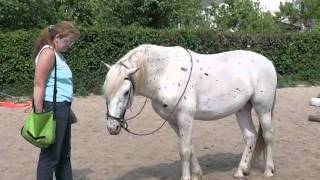 Hengst wird Reitpferd 1