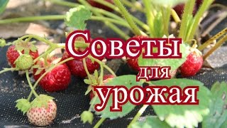 Клубника.Маленькие советы для большого урожая. (28.06.16)