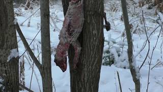 на бобра капканами зима 2018г