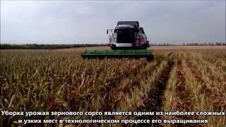Уборка зернового сорго очесывающей жаткой Славянка с комбайном Вектор 410