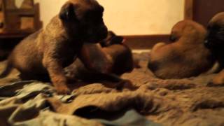 puppies Malinois - щенки малинуа 2 недели (Belgian shepherd)