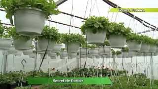 Secretele florilor minunate - Producator flori la ghiveci