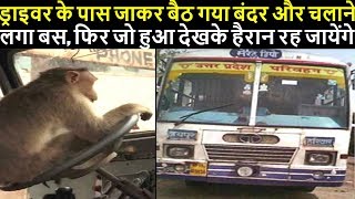 ड्राइवर के पास जाकर बैठ गया बंदर और चलाने लगा बस, फिर जो हुआ देखके हैरान रह जायेंगे