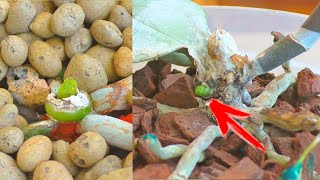ОНИ ОЖИВАЮТ!!!... ПЕНЬКИ ОТ ОРХИДЕЙ, спустя 10 дней. ?Ура! ?