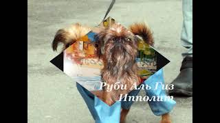 щенки брюссельского гриффона/brussels griffon