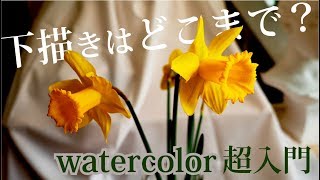 水彩画の下描きスケッチ【水仙の花】超初心者の方へ