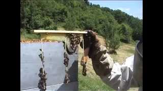 Grappe cirière: Barrette BeeOSense pour ruche Warre