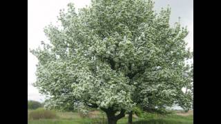 Моё родное село