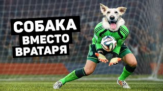 ВРАТАРЯ ЗАМЕНИЛИ СОБАКОЙ. Появления животных на футбольном поле. Футбольный топ. @120 ЯРДОВ