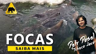 Focas