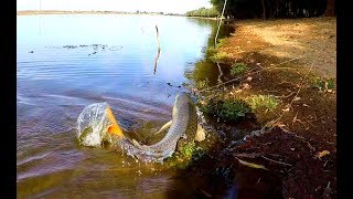 Рыбалка на Ахтубе Ловля на закидушки со жмыхом осенью