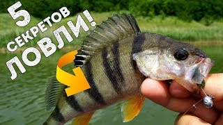 5 секретов ЛОВЛИ ОКУНЯ ✔️ Как НАЙТИ и ПОЙМАТЬ ОКУНЯ