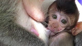 Animals Monkey, sika breastfeeding mother?super cute baby