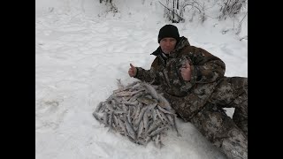 ЗИМНЯЯ СОРОГА И ЕЛЕЦ 19-20! Приятно пищит леска! ЗИМНЯЯ РЫБАЛКА в перволедье на таёжной реке!