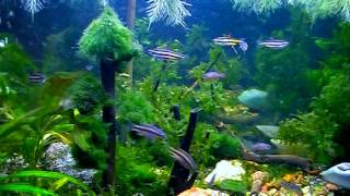 #Aquarium. Оригинальный фон.